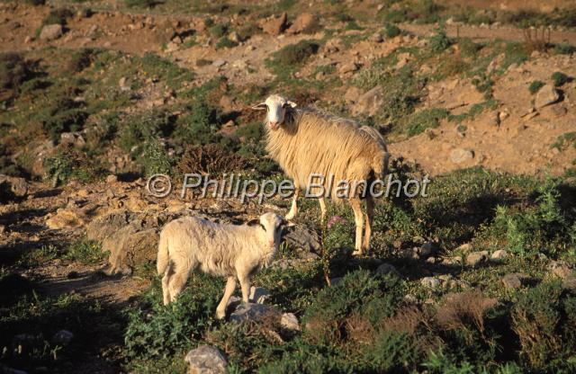 crete 26.JPG - ChèvresCrète